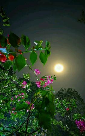 Inshiyah Islam