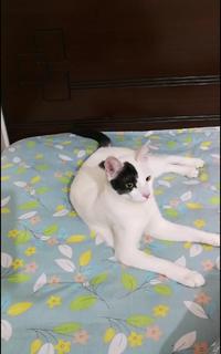 একটা বিড়াল
